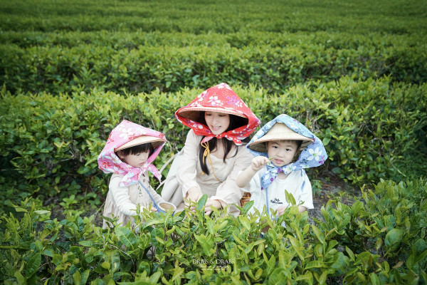 「星源茶園」有趣的茶文化體驗,